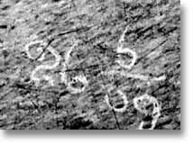 The date found in the bottom right hand corner of the picture.